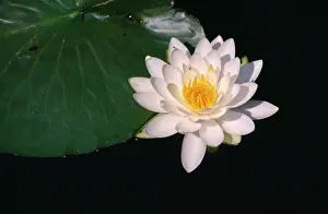 Minimal: Water lily