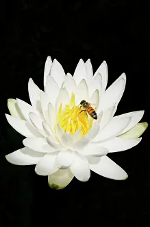 Lotus: Water lily