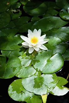 Lotus: Water lily