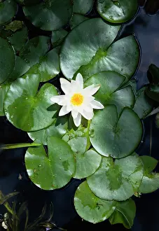 Lotus: Water lily