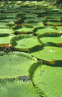 Paraguay: Water lily