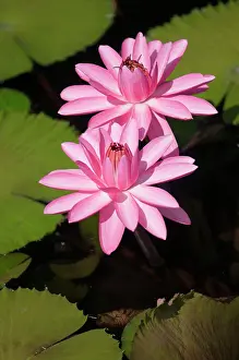 Waterlily: Water lily