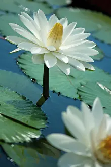 Waterlily: Water lily