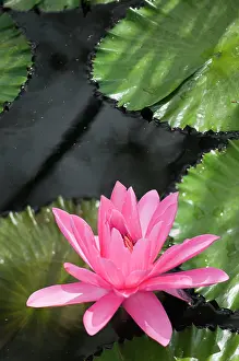 Waterlily: Water lily