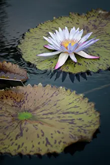 Waterlily: Water lily