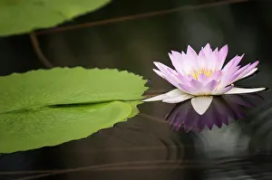 Waterlily: Water lily