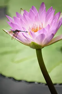 Waterlily: Water lily