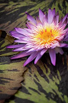 Waterlily: Water lily