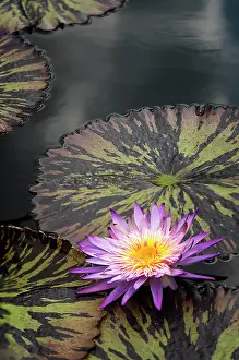 Waterlily: Water lily