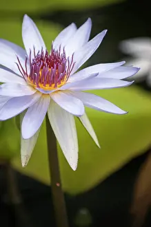Waterlily: Water lily