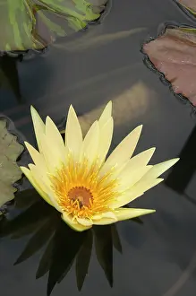 Louis: Water lily