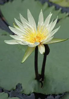 Blown: Water lily