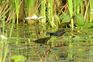 Crake: Water Lily