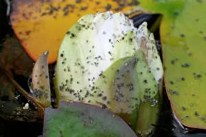 Rhopalosiphum: Water Lily Aphids infest both the flowers and leaves