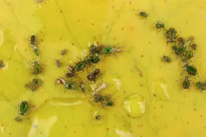 Rhopalosiphum: Water Lily Aphids on water lily lead close up