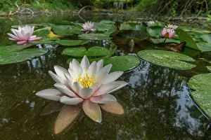 Silence: Water lily blooming in a pond. Bas-Rhin, Collectivite