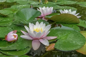 Silence: Water lily blooming in a pond. Bas-Rhin, Collectivite