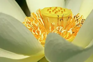 Stigma: Water lily - detail of a blossom
