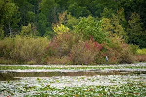 Lily: Water lily covered lake, France Park, Indiana, USA