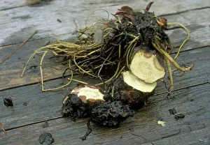 Tissue: Water Lily crown rot shows as brown tissue in the rhizomes
