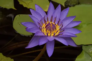 Waterlilies: Water Lily cultivar