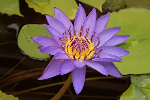 Waterlilies: Water Lily cultivar