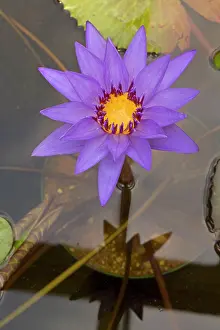 Waterlilies: Water Lily cultivar