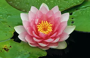 Waterlilies: WATER Lily - In garden pond, Nymphaea species hybrid