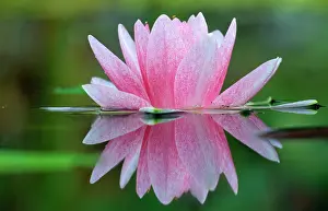 Waterlilies: WATER Lily - In garden pond, showing refection