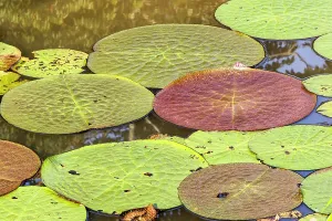 Pads: Water Lily - giant Lily leaves and flower. Tributary