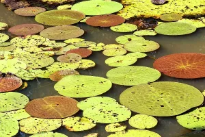 Pads: Water Lily - giant Lily leaves and flower. Tributary