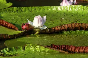 Pads: Water Lily - giant Lily leaves and flower. Tributary