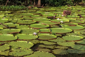Pads: Water Lily - giant Lily leaves and flower. Tributary