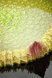 Waterlily: Water lily, Giant water lily