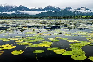Foothills: Water lily leaves (Nymphaea) on water surface with