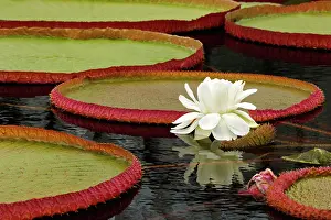 Pennsylvania: Water lily and lily pad pond, Longwood Gardens