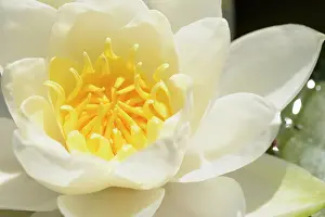 Waterlily: Water lily, Nymphaea alba, White subject