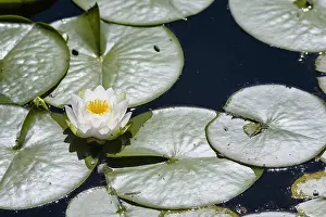 Waterlily: Water lily, Nymphaea alba, White subject, Green