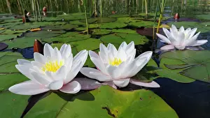 Nymphaeaceae: Water lily (Nymphaea), floating leaf zone, lake