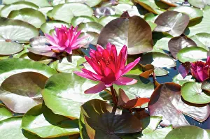 Flowered: Water lily, Nymphaea Perrys red star, Double flowered