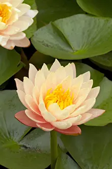 110219: Water lily (Nymphaea sp) Mangkala Ubol