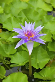 Palau: Water lily, Palau