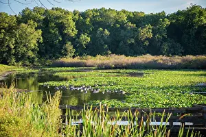 Lily: Water lily pond, Tippecanoe State Park, Indiana, USA