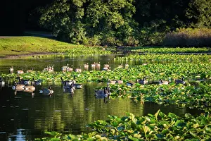 Lily: Water lily pond, Tippecanoe State Park, Indiana, USA