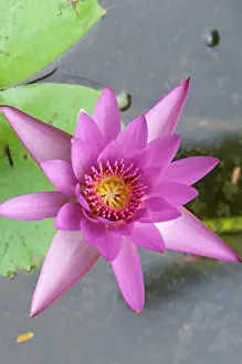 Rarotonga: Water lily, Rarotonga Island, Cook Islands