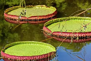 Victoria: Water Lily typical of the Amazon with its characteristic