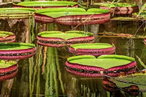 Victoria: Water Lily typical of the Amazon with its characteristic