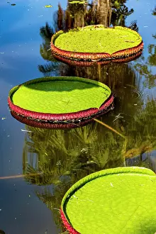 Victoria: Water Lily typical of the Amazon with its characteristic