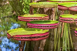 Victoria: Water Lily typical of the Amazon with its characteristic