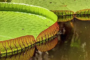 Victoria: Water Lily typical of the Amazon with its characteristic